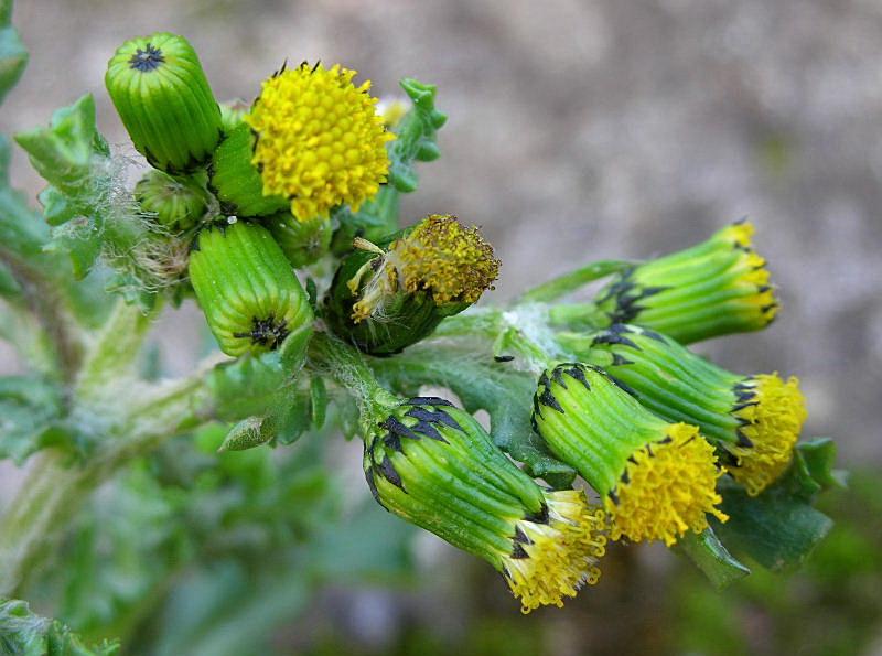 Senecio vulgaris / Senecione comune